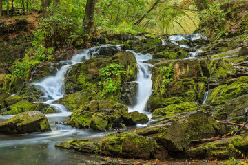 Obraz premium Selke waterfall with rocks in the southern Harz. River in the Harz with moss-covered stones. Deciduous trees and ferns on the riverside with seasonal colored leaves