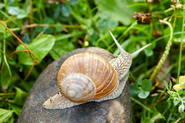  snail crawling on the stone