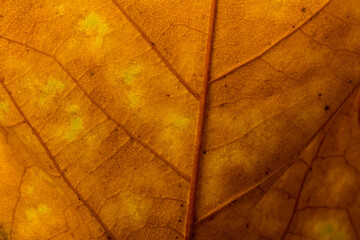 Naklejka na ściany i meble Autumn Leaves Background. Fall season concept. Copy space.