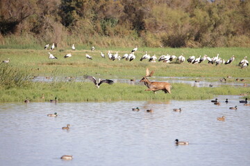 Male fallow deer with antlers