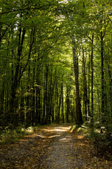 Beautiful trees in a sunny forest