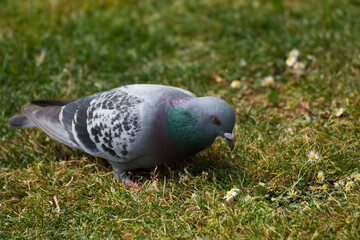 Bird 373