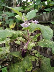 Photo of Infected brinjal plant. Plant is also known as eggplant.