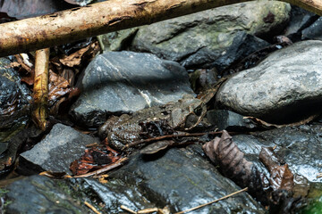 toad or frog in its natural area