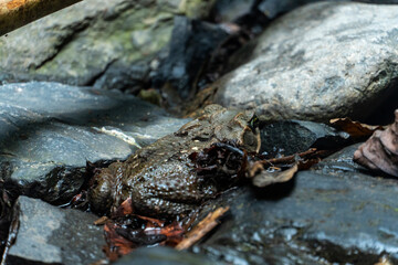 toad or frog in its natural area