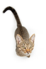 Tabby kitten on a white background, top view