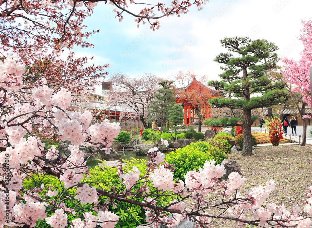 Sticker sakura in garden near to main hall of sanjusangendo temple, kyoto, japan