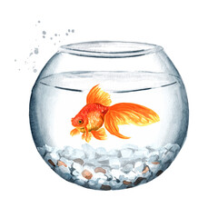 Goldfish swimming in a round glass bowl. Watercolor hand drawn illustration isolated on white background