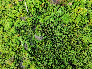 Background of bright green moss on the edge of the asphalt.