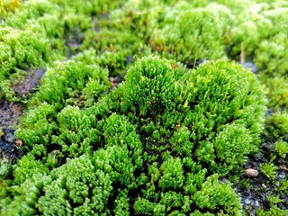 Background of bright green moss on the edge of the asphalt.