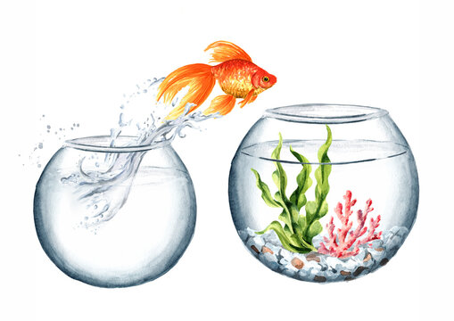 Goldfish. Gold fish jumping out of the water from the small round glass aquarium in the big one. Watercolor hand drawn illustration isolated on white background