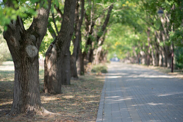 Fototapeta premium alley of trees