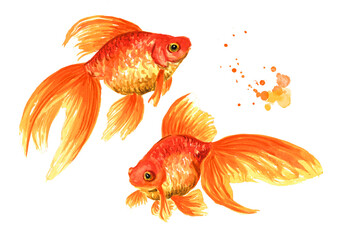 Goldfish. Two gold fishes. Watercolor hand drawn illustration isolated on white background