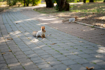 little squirrel in the park
