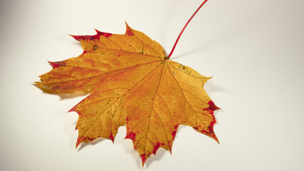 Naklejka na ściany i meble Maple leaf on white background. Isolated autumn leaf