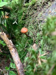 mushroom on a tree