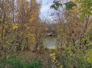 river in the forest