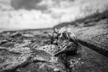 A dead bird at the beach of Wilhelmshaven