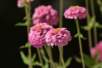 pink flowers