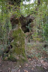 Orvault - Ville verte - La vallée du Cens