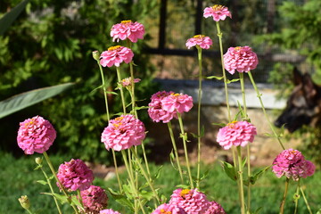 Fototapeta premium flowers in the garden