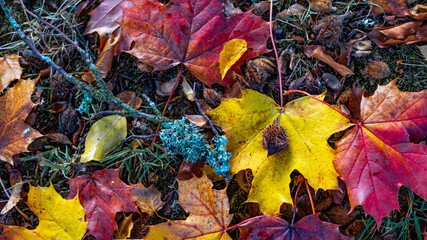 Top view from many colorful fallen autumn leaves / maple foliage and beechnut, in a park - Autumnal background panorama banner