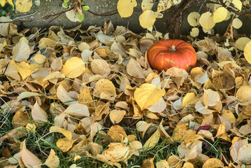 Beautiful autumnal small single orange pumpkin lying by the small tree in light yellow fallen leaves. Creative autumn harvest background. Falling leaves. Copy space. Fall vibes. Autumn patterns