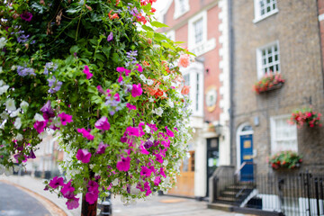 Landscape view of a Purple Flowers Bush with a Street From London as Background