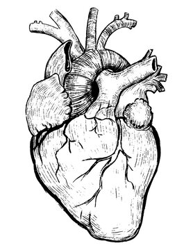 Free Heart Images – Browse 19,487 Free Stock Photos, Vectors, and Video ...