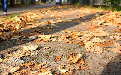 Bright ground composition with a plenty of brown and orange dry fallen leaves on an asphalt sidewalk. Sunlight. October.