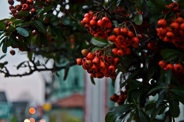 oland country nature