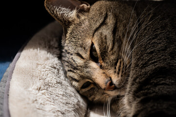 gato