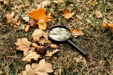 A magnifying glass in the park in autumn fall. Yellow orange leaves, magnifying glass, loupe