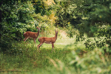 Two deer crossing a path