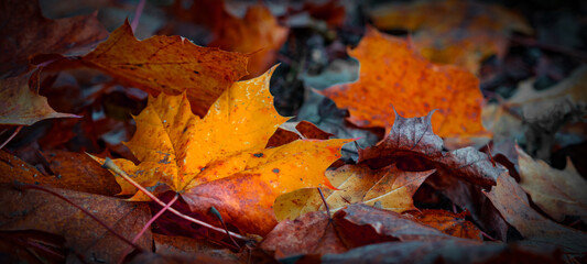 Top view from many colorful fallen autumn leaves / maple foliage, in a park - Autumnal background panorama banner