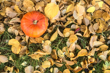 Beautiful autumnal small single orange pumpkin in light yellow fallen leaves. Top view. Autumn harvest background. Falling leaves. Copy space. Fall vibes. Autumn patterns