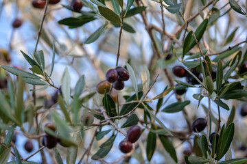 olives on a branch