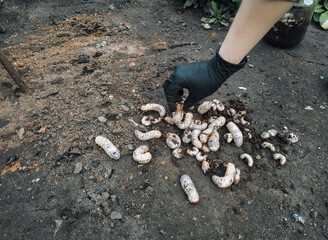 Large white larvae of beetles (cockchafer) lie on the soil near female arm in black latex glove, top view. Insect pest control concept.