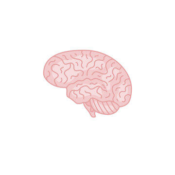 Human brain diagram. Vector illustration.