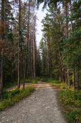 Fototapeta na wymiar Forest and Hiking Trail near the Fifth Bridge