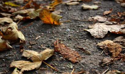 Faded orange fallen leaves cover on a grey textured asphalt sidewalk. Sunny afternoon. October.
