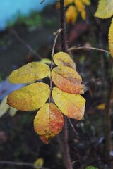 autumn leaves in the forest