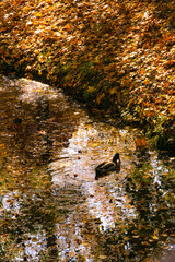 Duck swims on water strewn with yellow leaves