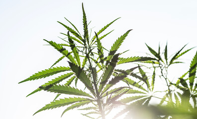Brightly lit thickets of cannabis plants on white background. Selective focus.