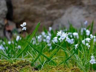 white spring flowers in the grass on mountain - 386473231
