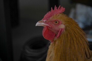A close up of a young Rooster bird.