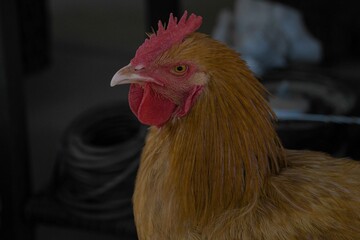 A close up of a young Rooster bird.