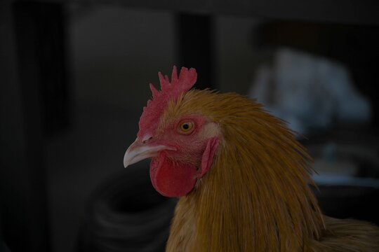 A close up of a young Rooster bird.