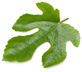Fig leaf isolated on white background. top view