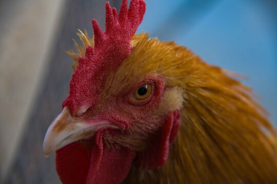 A close up of a young Rooster bird.
